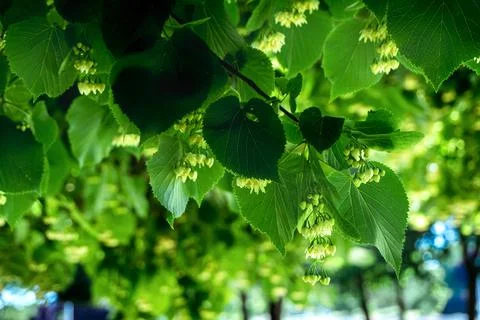 Linden tree with clusters of flowers Stock Photos