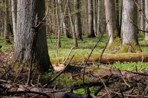 Linden tree deciduous forest in spring with old spruce in trunk foreground, B Stock Photos