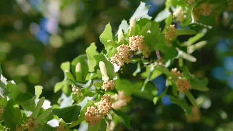 Linden tree flowers blooming on a branch in spring sunlight Video stock 345868092