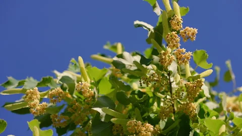 Linden tree flowers swaying in the wind against a blue sky Video stock 345865468