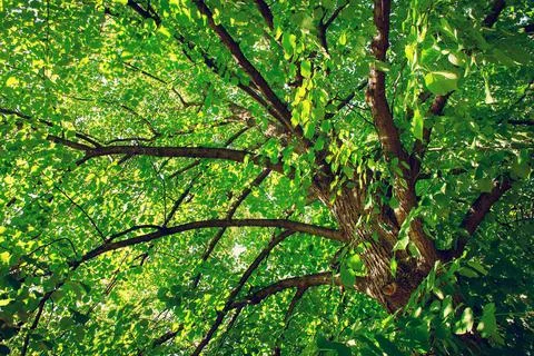 Linden tree foliage Stock Photos
