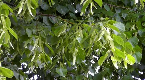 Linden tree Stock Footage 11136125