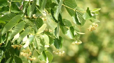 Linden tree Video stock 24746117
