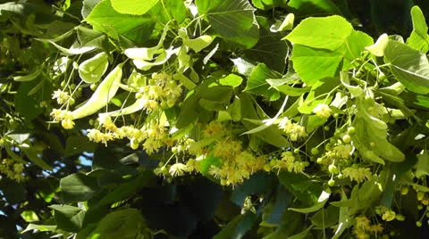 Linden tree 스톡 동영상 24811619