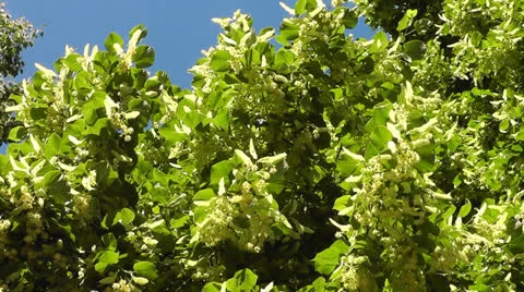 Linden tree Stock Footage 24811629