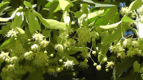 Linden tree Video stock 24811635