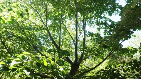 Linden Tree Video stock 84624800