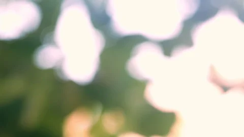 Linden tree Stock Footage 89096918