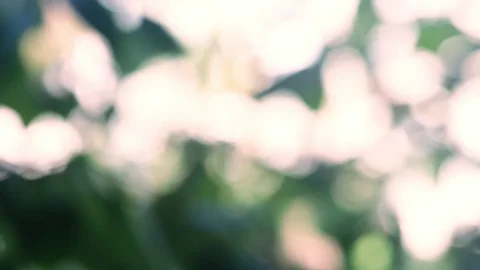 Linden tree Stock Footage 89098220