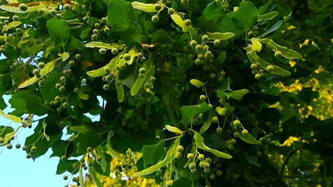 Linden tree fruit and green leaves blowing in the wind Stock Footage 344857265