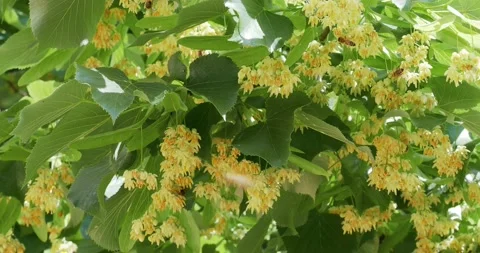 Linden tree in full bloom, with bees polinating 스톡 동영상 133358715