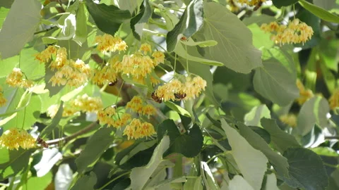 Linden Tree In Full Bloom With Bees Stock Footage 135649968