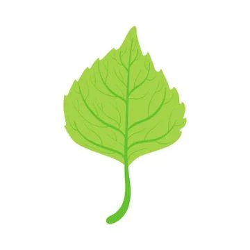 Linden tree green leaf vector Illustration Illustrazione stock