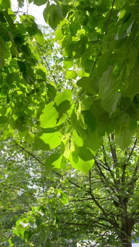 Linden tree with green leaves and flowers Stock Footage 312262913