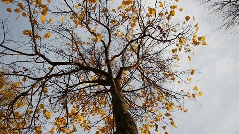 Linden tree leaves on the wind Stock Footage 104584657