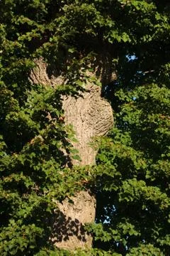 Linden tree (or lime tree) in the bright summer morning Foto stock