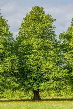 Linden tree Stock Photos