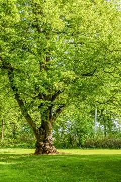 Linden tree Stock Photos