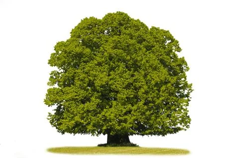 Linden tree Stock Photos