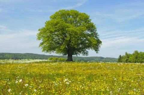 Linden tree Stock Photos
