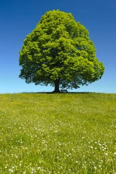 Linden tree Stock Photos