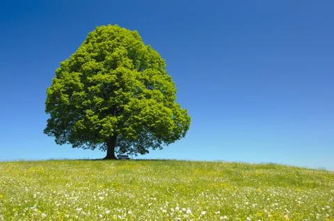 Linden tree Stock Photos