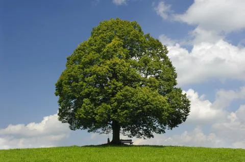 Linden tree Stock Photos
