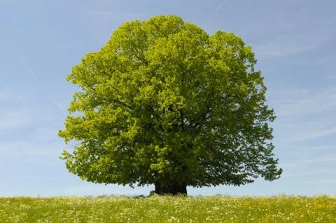 Linden tree Stock Photos