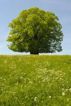 Linden tree Stock Photos