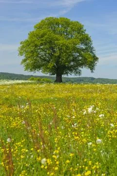 Linden tree Stock Photos