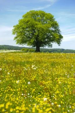 Linden tree Stock Photos