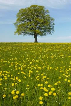 Linden tree Stock Photos