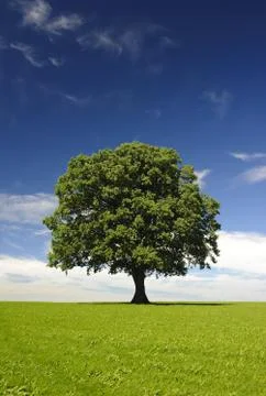 Linden tree Stock Photos
