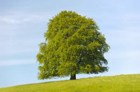 Linden tree Stock Photos