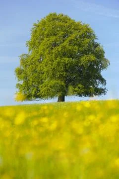 Linden tree Stock Photos
