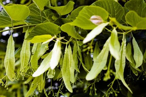 Linden tree Stock Photos