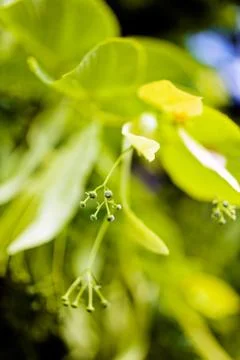 Linden tree Stock Photos