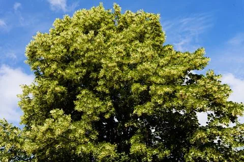 Linden tree Stock Photos