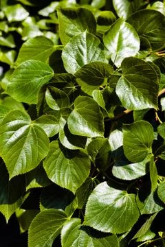 Linden tree Stock Photos