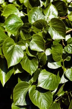 Linden tree Stock Photos