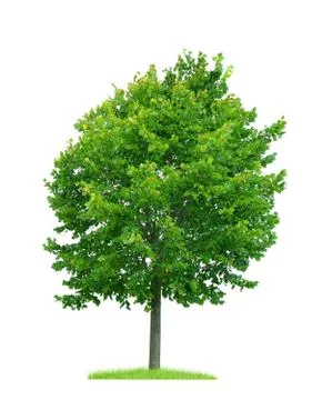 Linden tree Foto stock