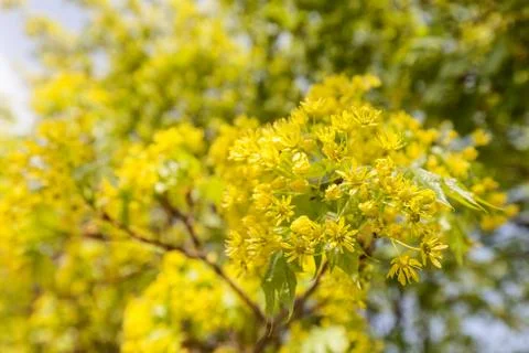 Linden tree Stock Photos