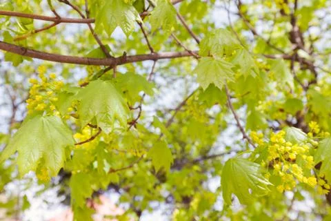 Linden tree Stock Photos