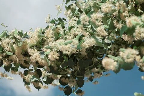 Linden tree Free Stock Photos