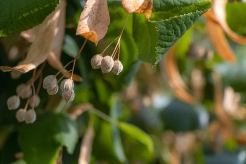 Linden tree seed clusters with dry winged bracts and green leaves in warm a.. Stockfoto's
