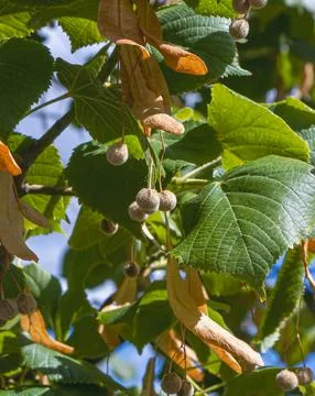 Linden tree seed clusters with papery bracts and green leaves glowing in wa.. Stock Photos