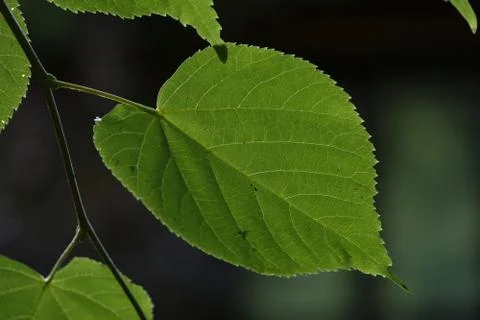 Linden tree single leaf against dark fuzzy background, Podlasie Region, Polan Stock Photos