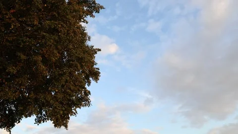 Linden tree with sky and clouds. Vídeos de archivo 315247265