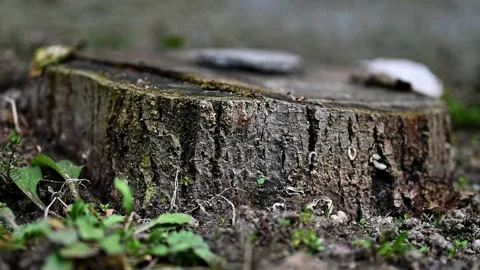 Linden Tree Wood in a Tranquil Backyard - 4K Stock Footage 265699962