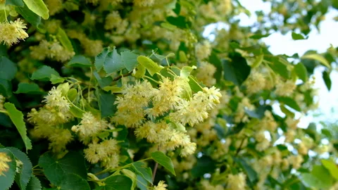 Linden trees bloom in the garden. Selective focus. Stock Footage 318173283
